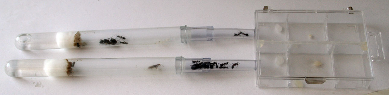 Colonias Camponotus ligniperda