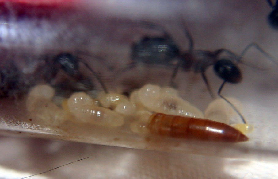 Larvas camponotus con tenebrio joven
