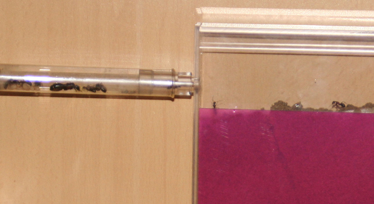 Migracion Camponotus