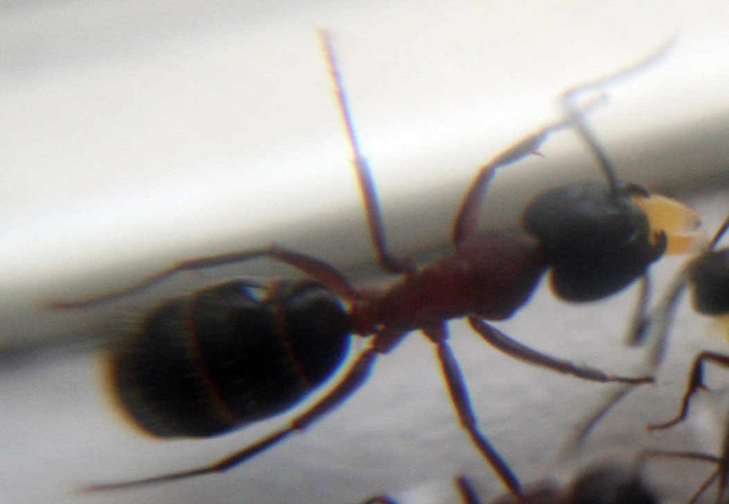 Obrera grande Camponotus Ligniperdus