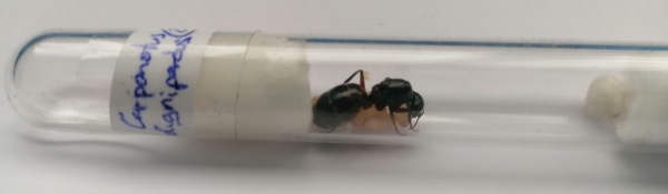 Camponotus Ligniperdus