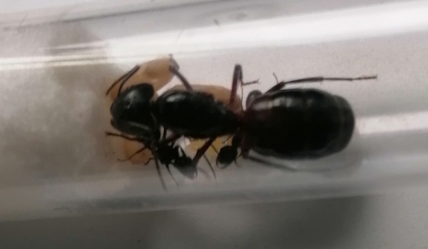 Reina y obreras camponotus Ligniperdus