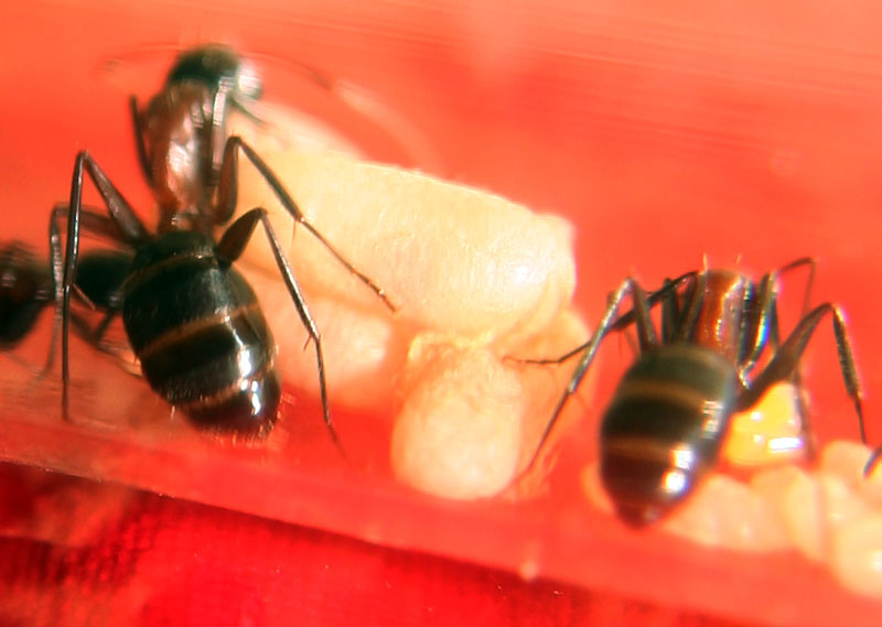 Pupas de Camponotus