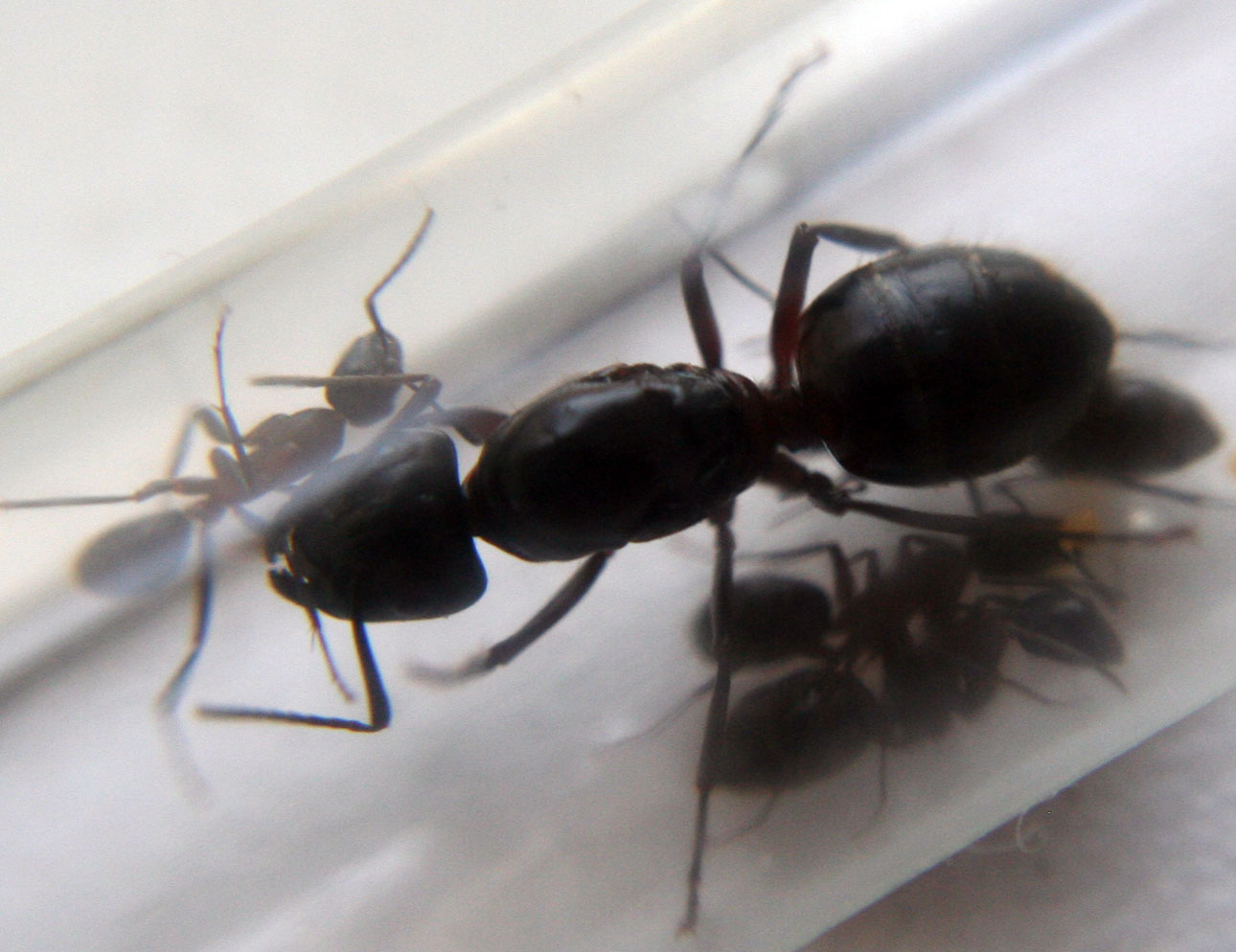 Reina Camponotus Ligniperdus