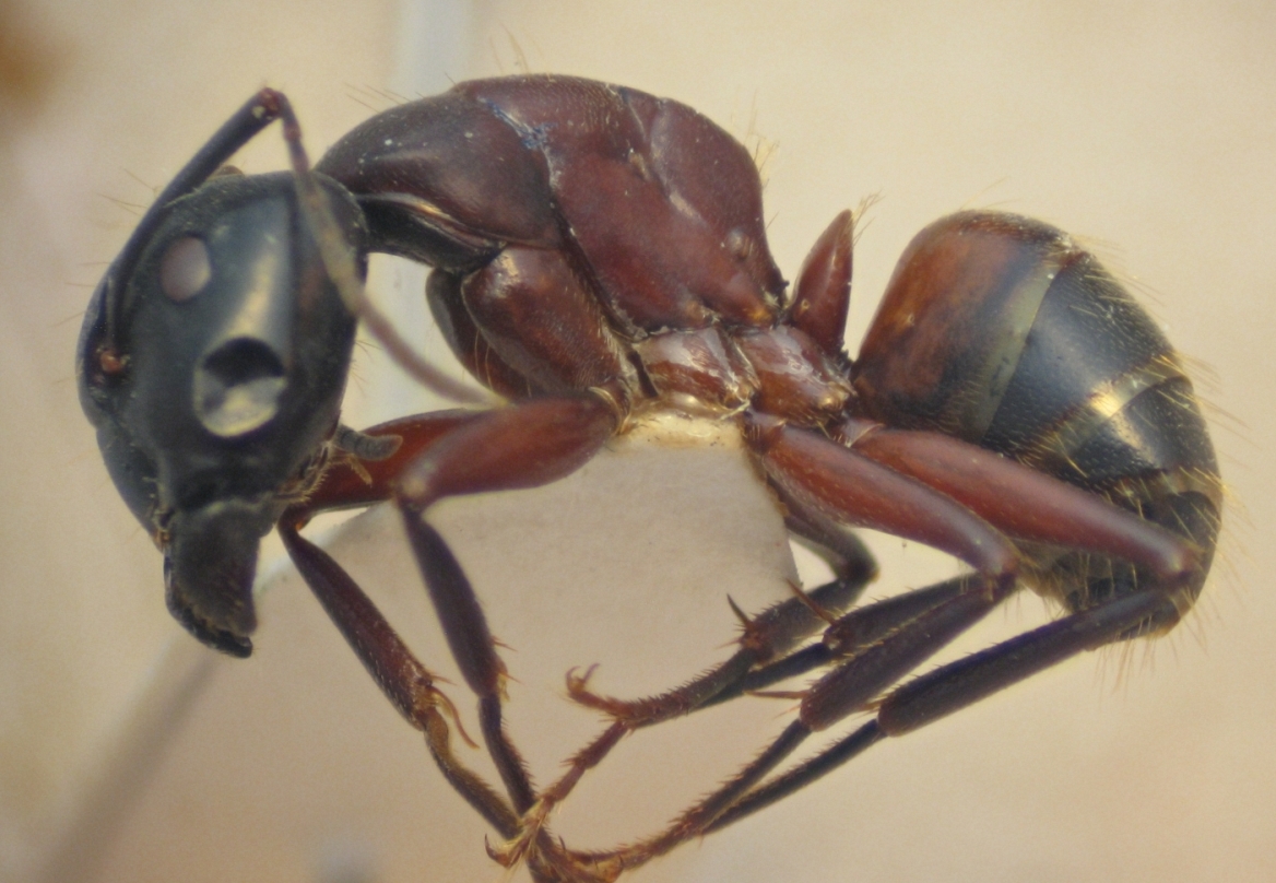 C.ligniperdus