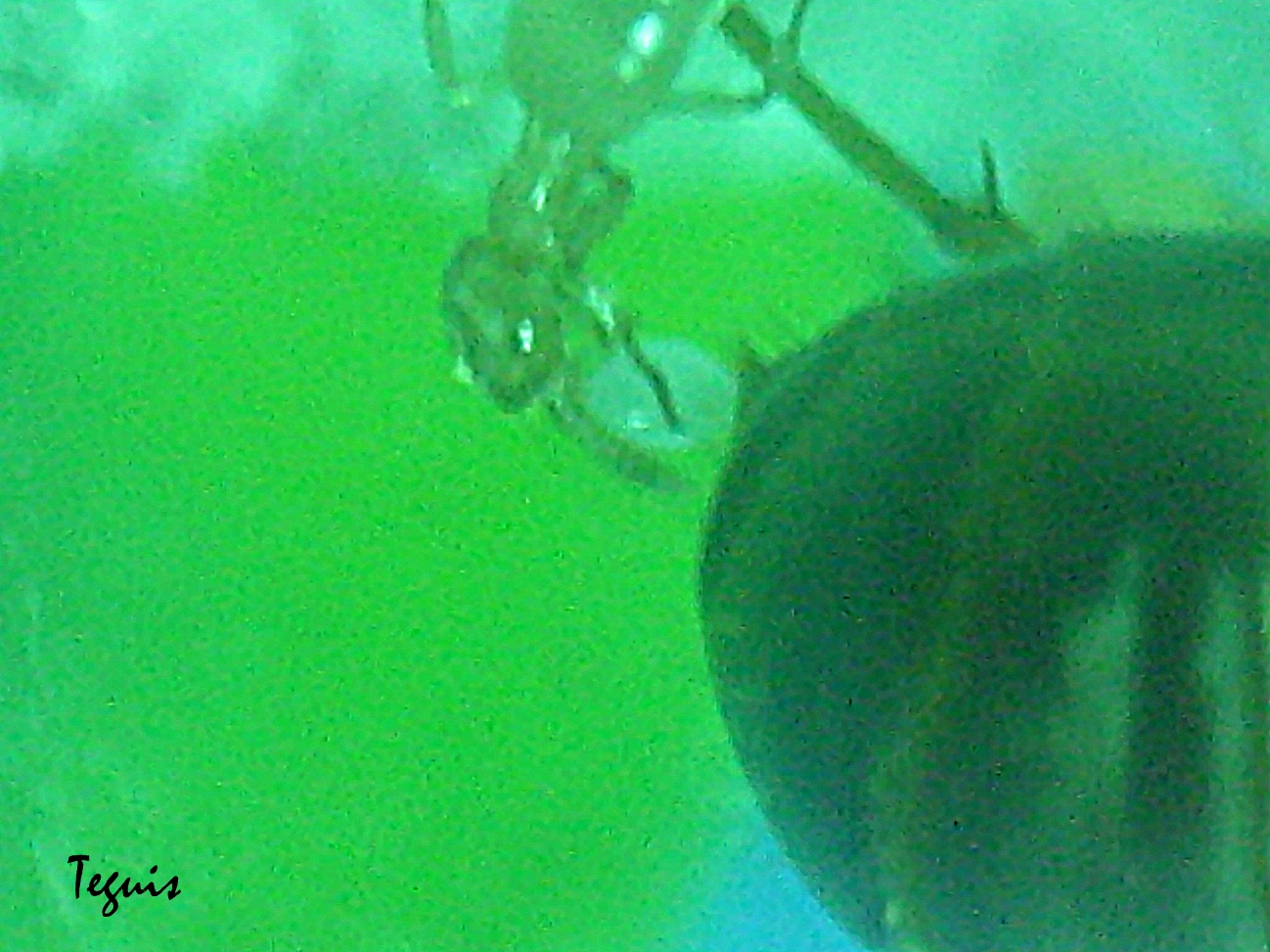 Lasius flavus