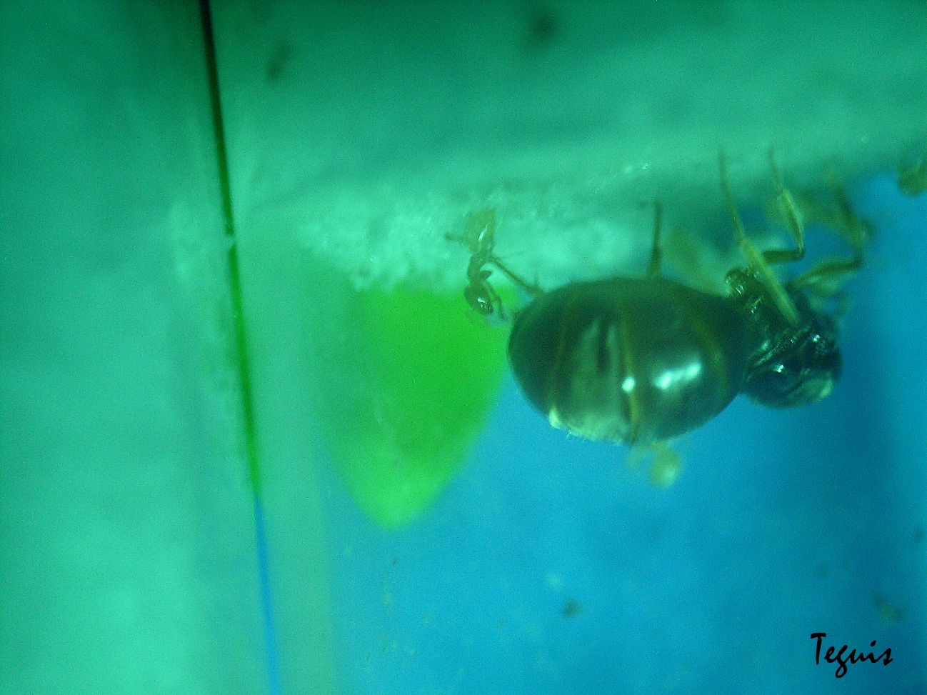 Lasius flavus