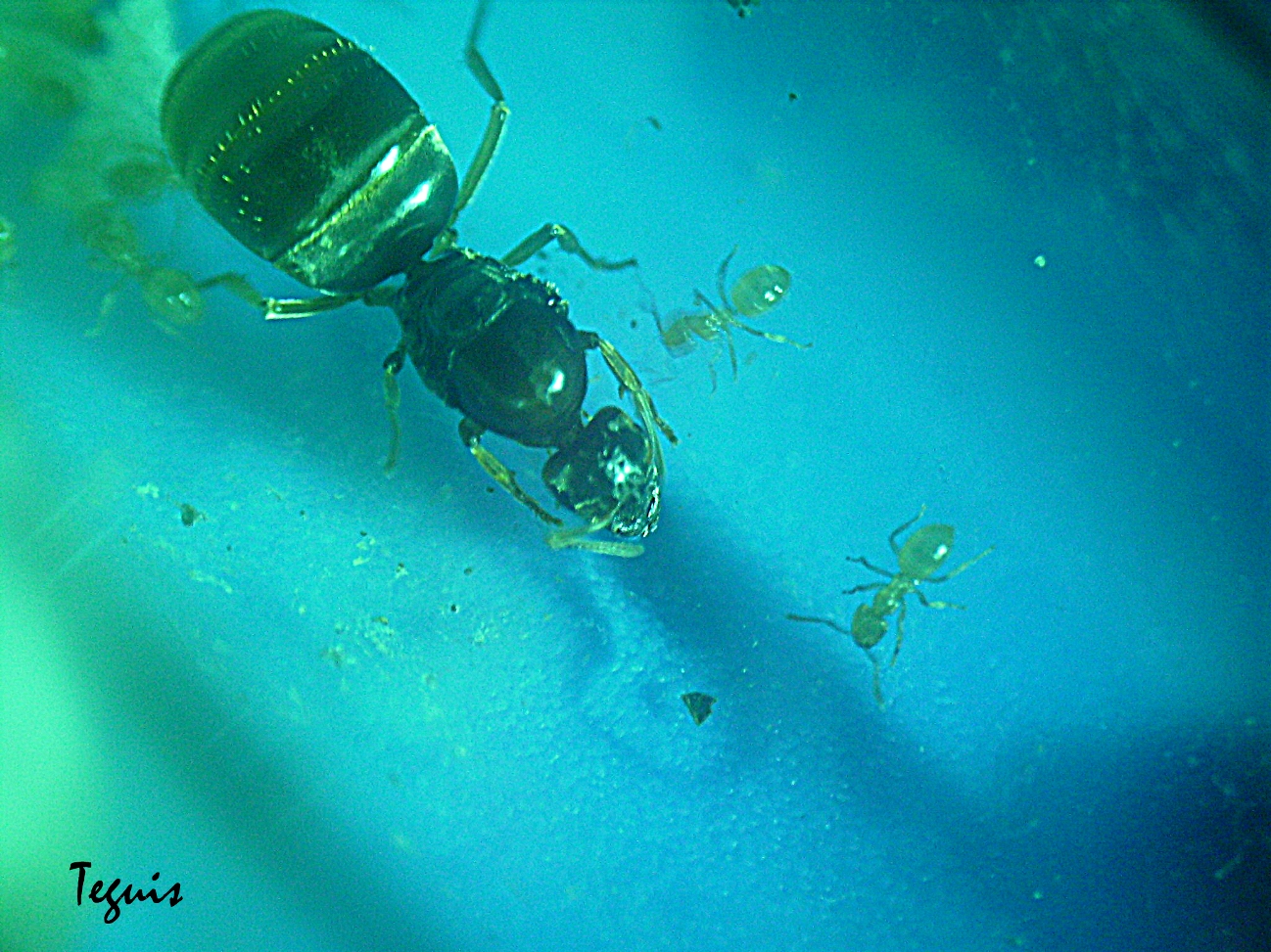Lasius flavus