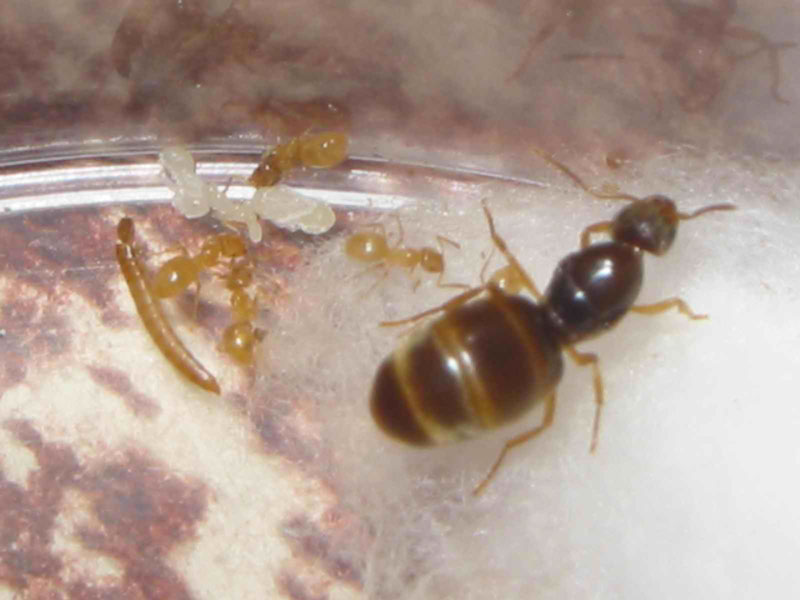 lasius amarillas