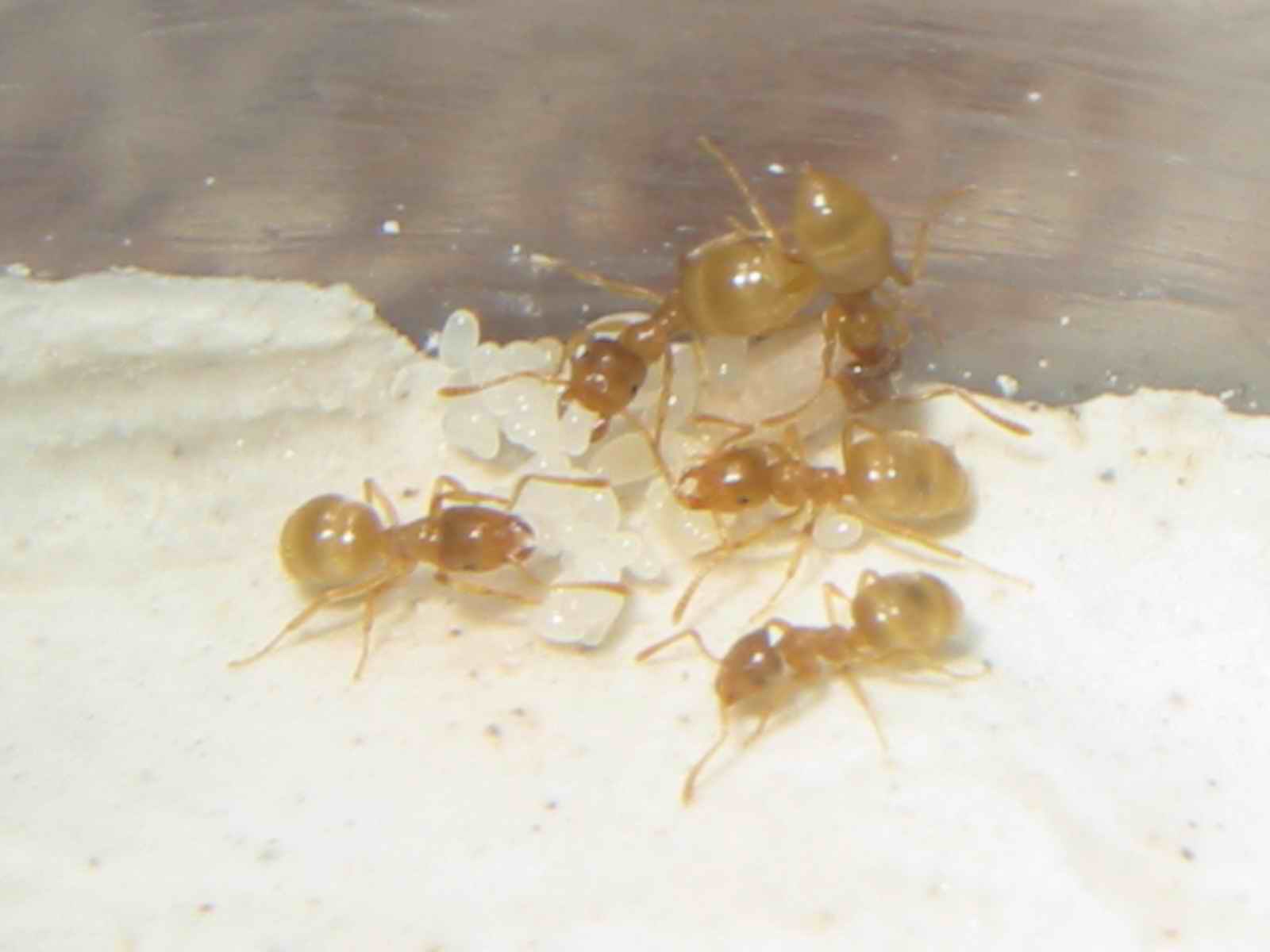 mis lindas lasius flavus
