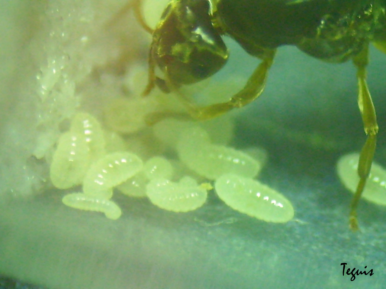 Primeras larvas del ao (y de la colonia)