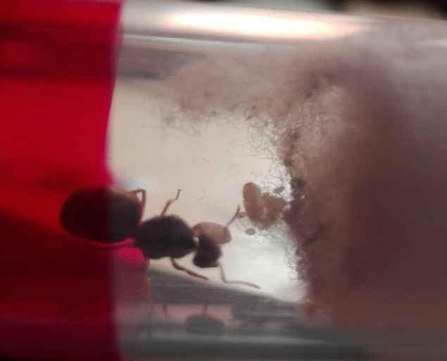 Capullo lasius3