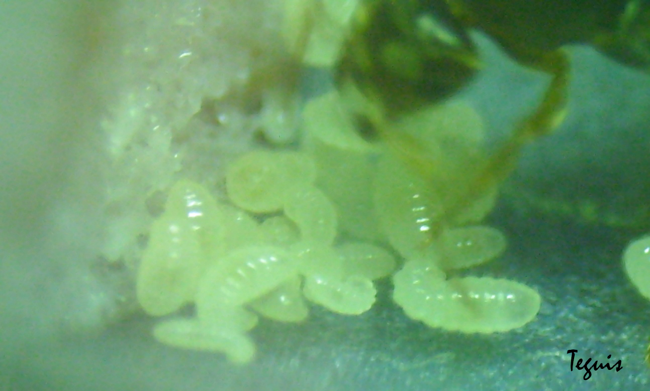 Primeras larvas del año (y de la colonia)
