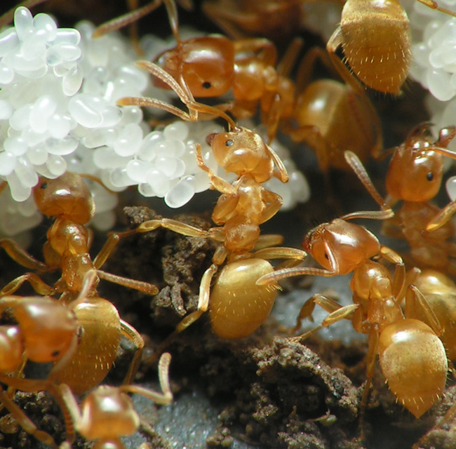 nest of flavus