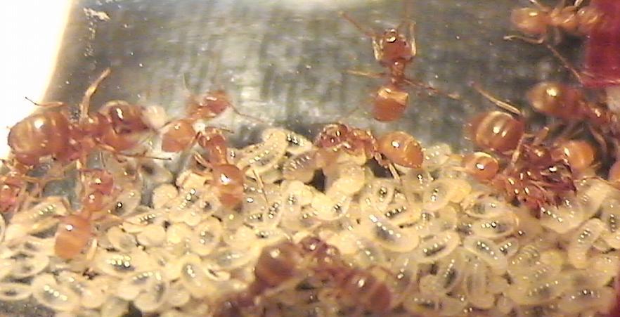 Obreras lasius flavus y larvas 3