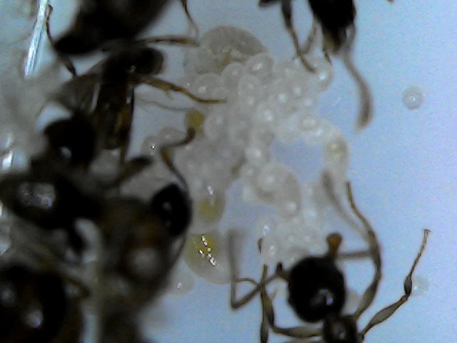 Huevos y larvas