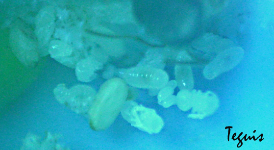 Pupas y capullos al mismo tiempo