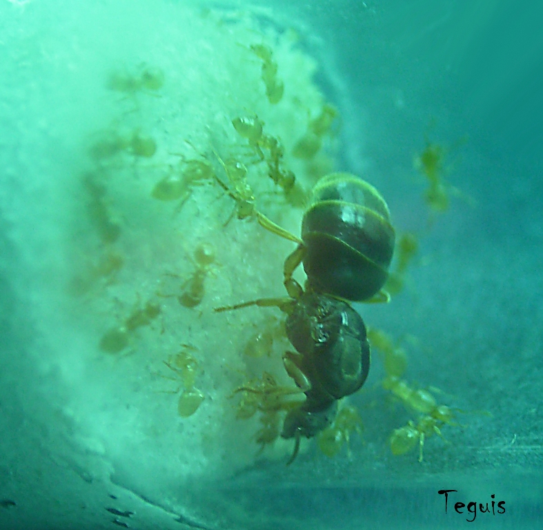 Lasius flavus
