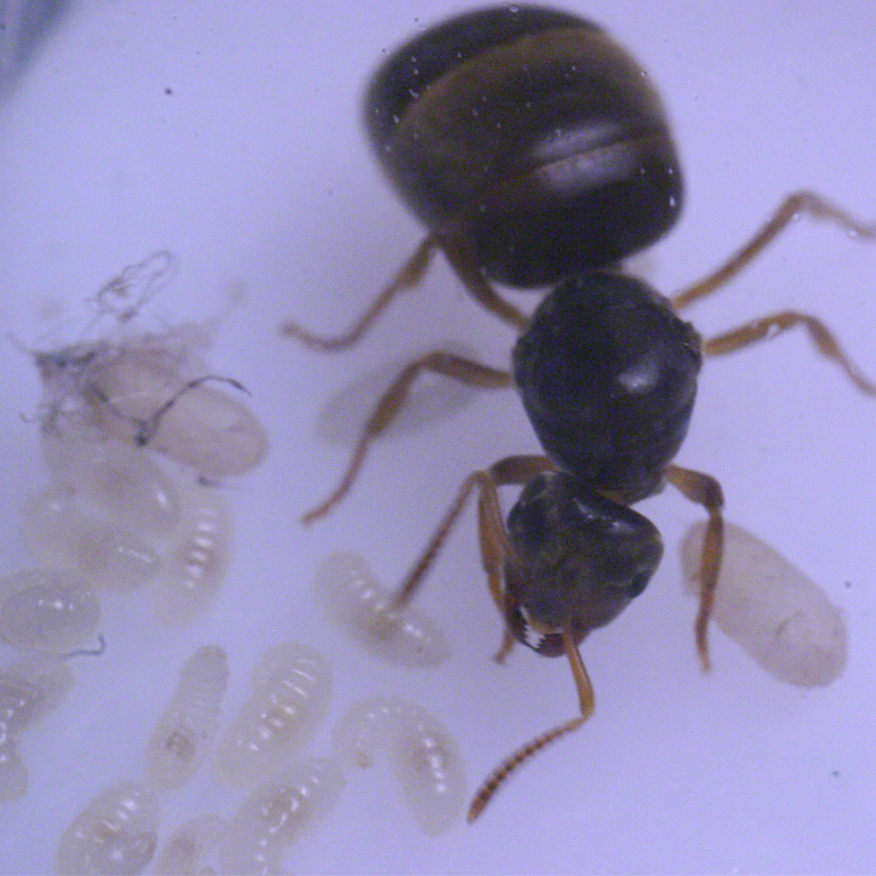 Reina y larvas