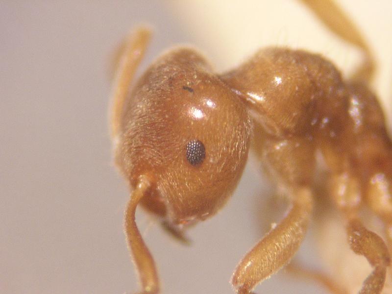 �Lasius flavus?
