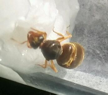 lasius1