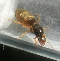 lasius3