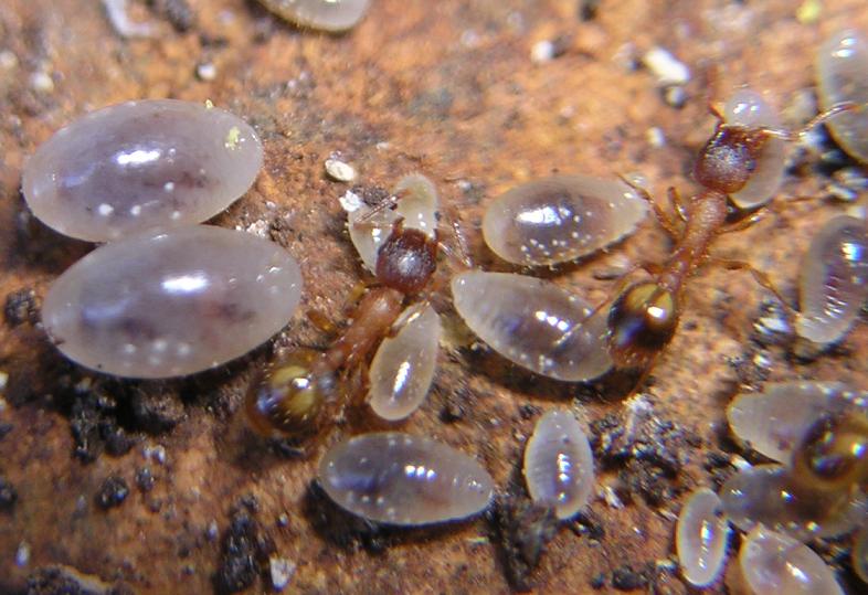 Temnos unifasciatus