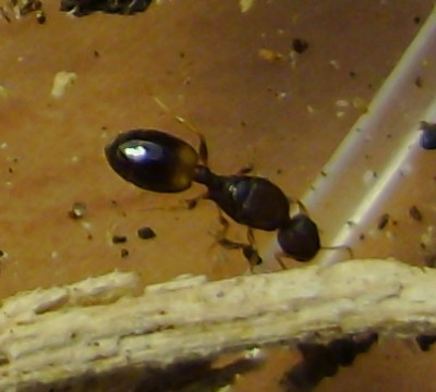 Temnothorax