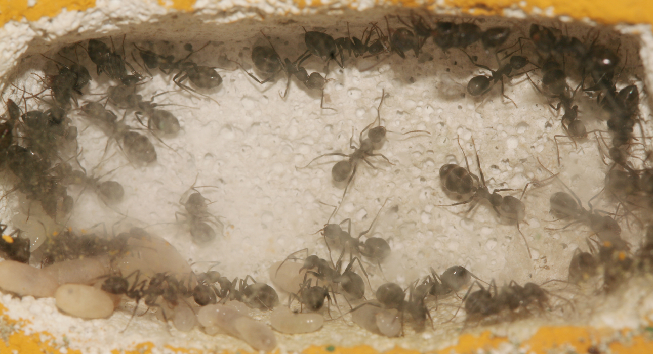 Formica Fusca