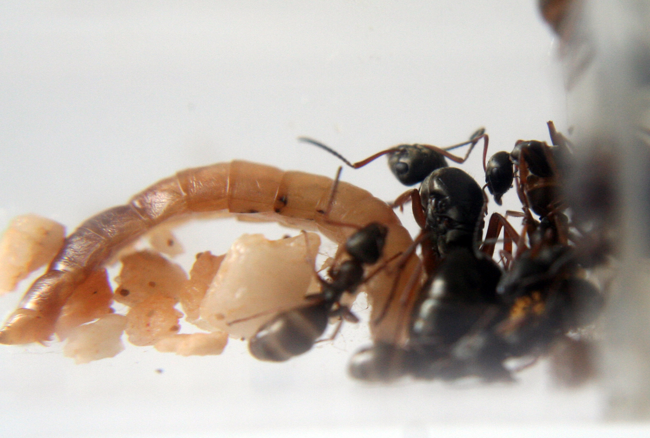Formica Fusca