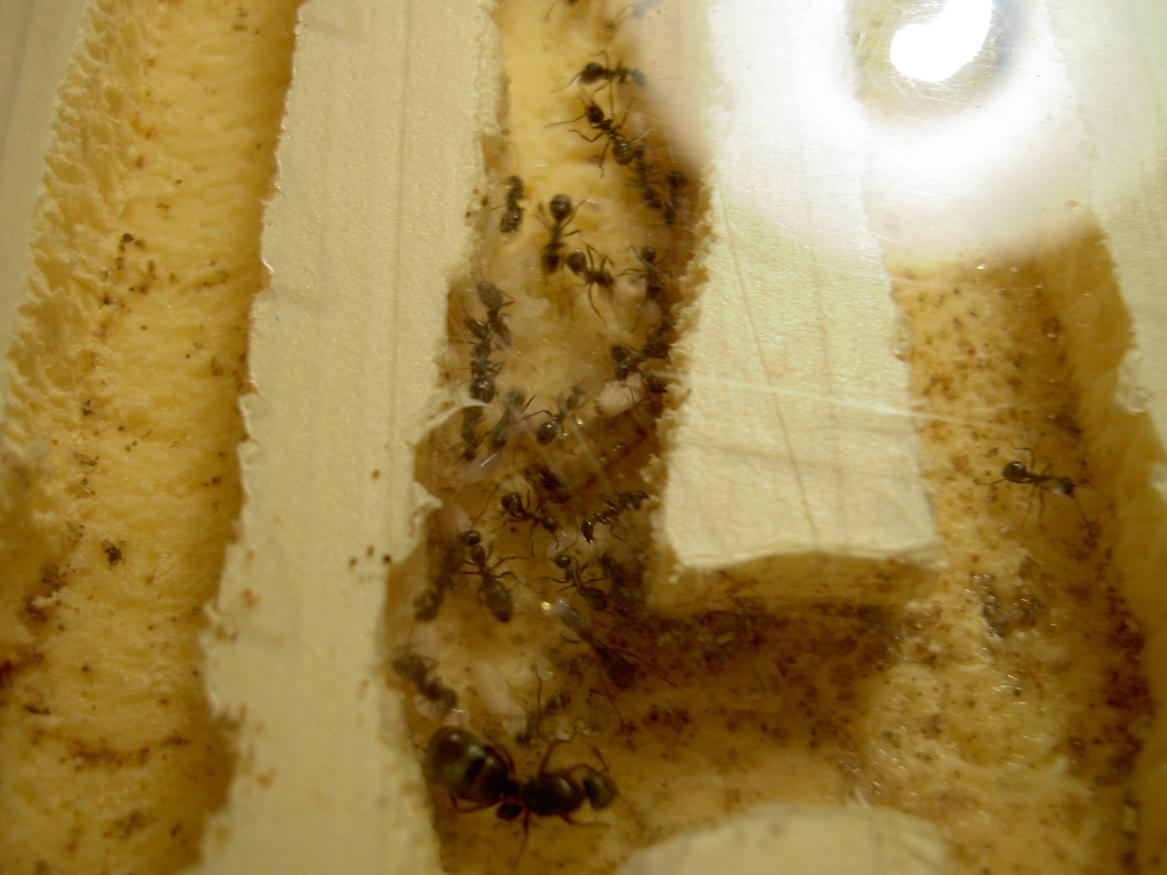 Formica fusca