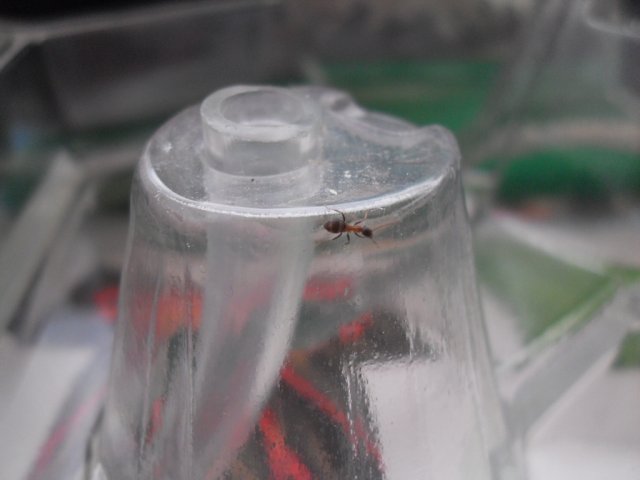 Hormiga