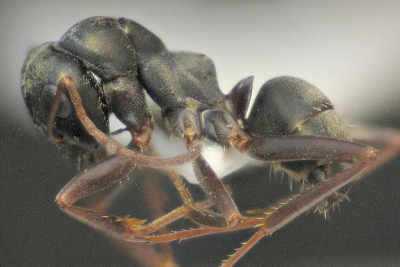 F. fusca