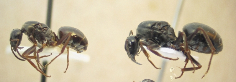 F. fusca