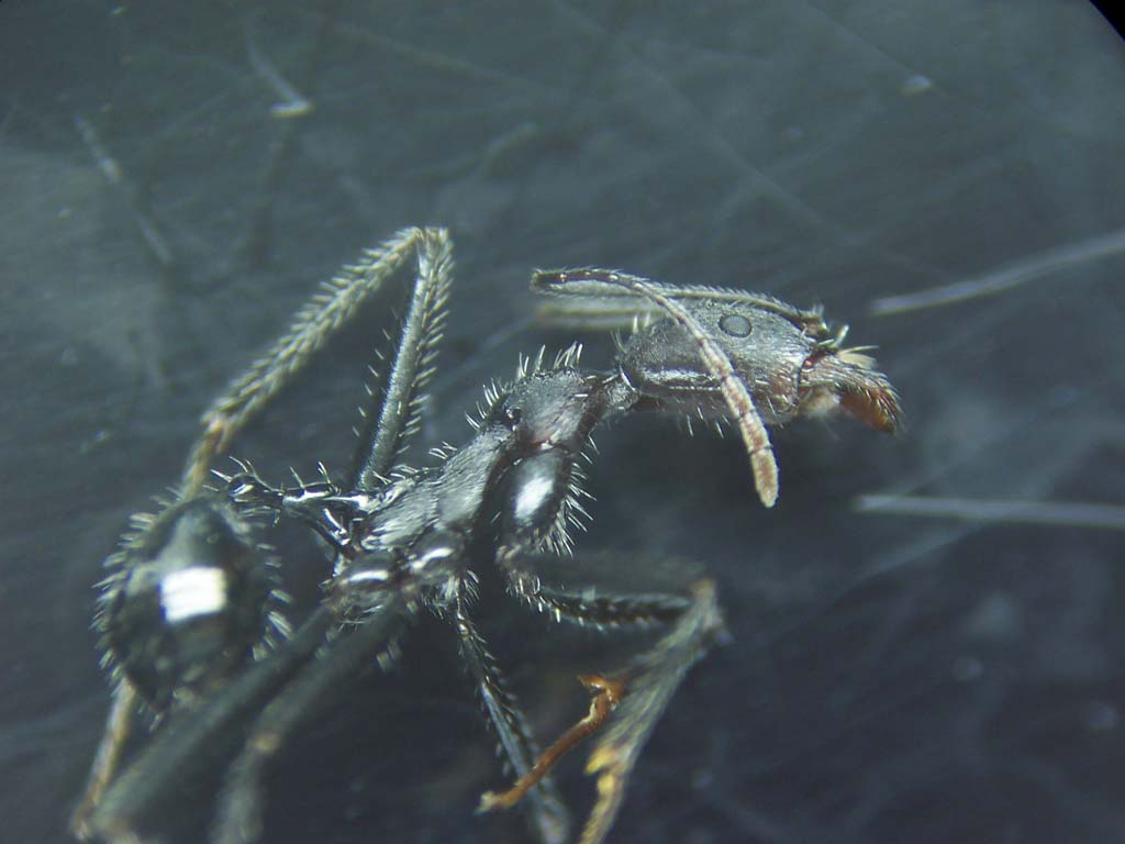 Aphaenogaster sp