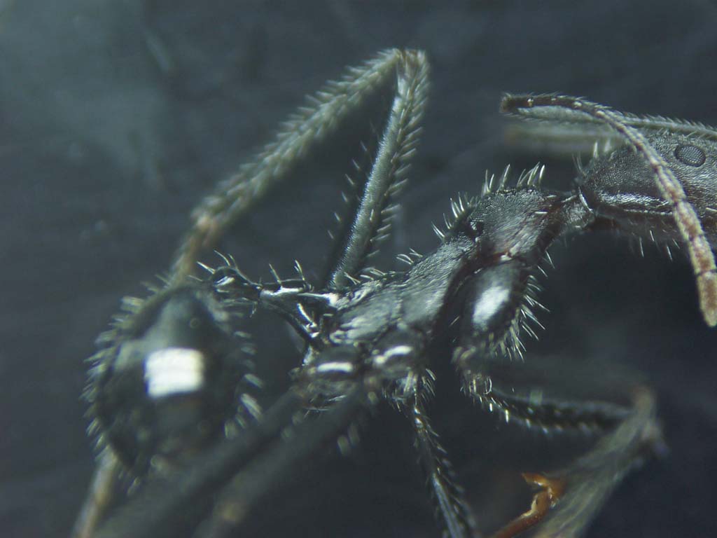 Aphaenogaster sp