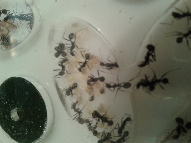 pupas