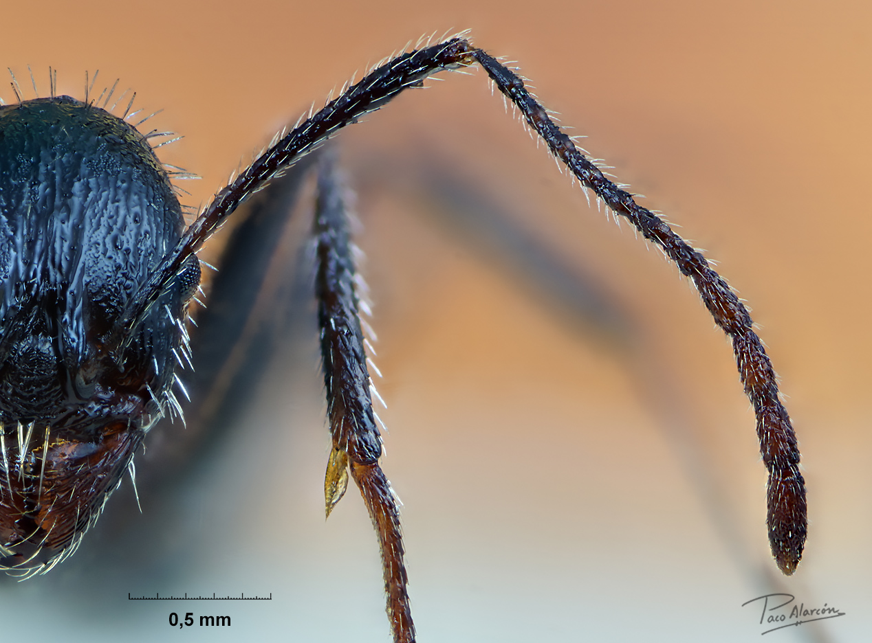 Aphaenogaster iberica