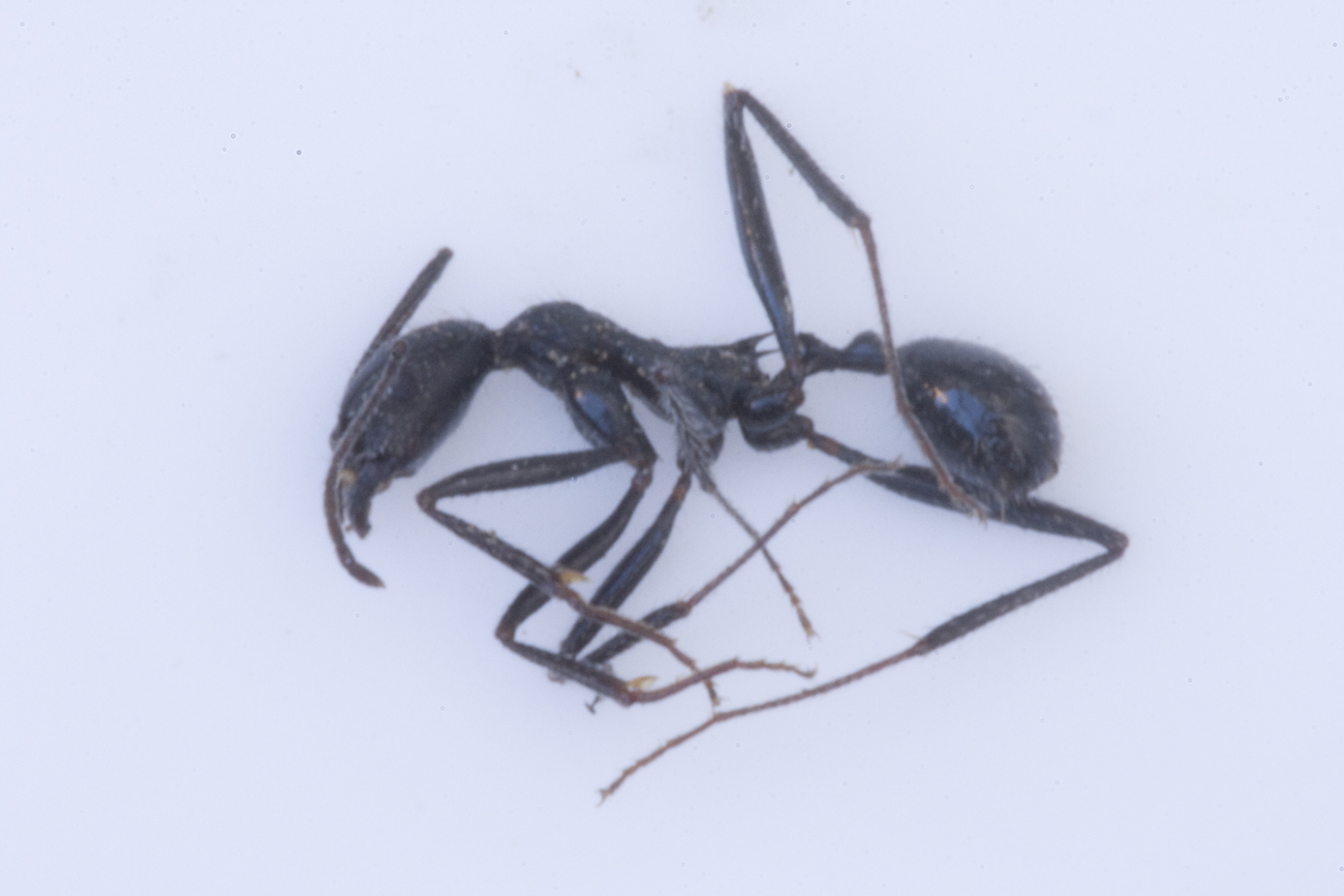 Aphaenogaster sp.
