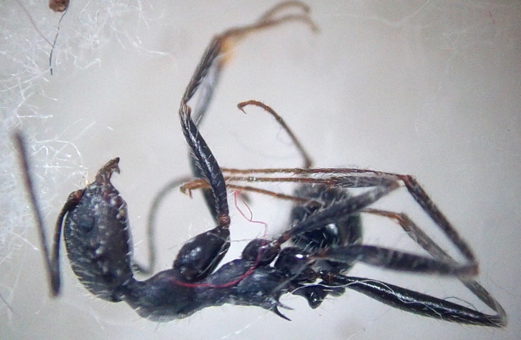 aphaenogaster