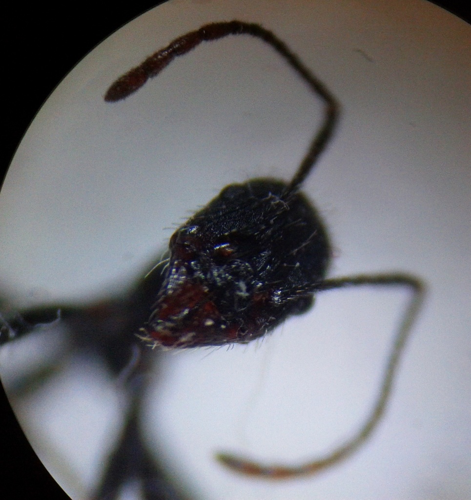 aphaenogaster