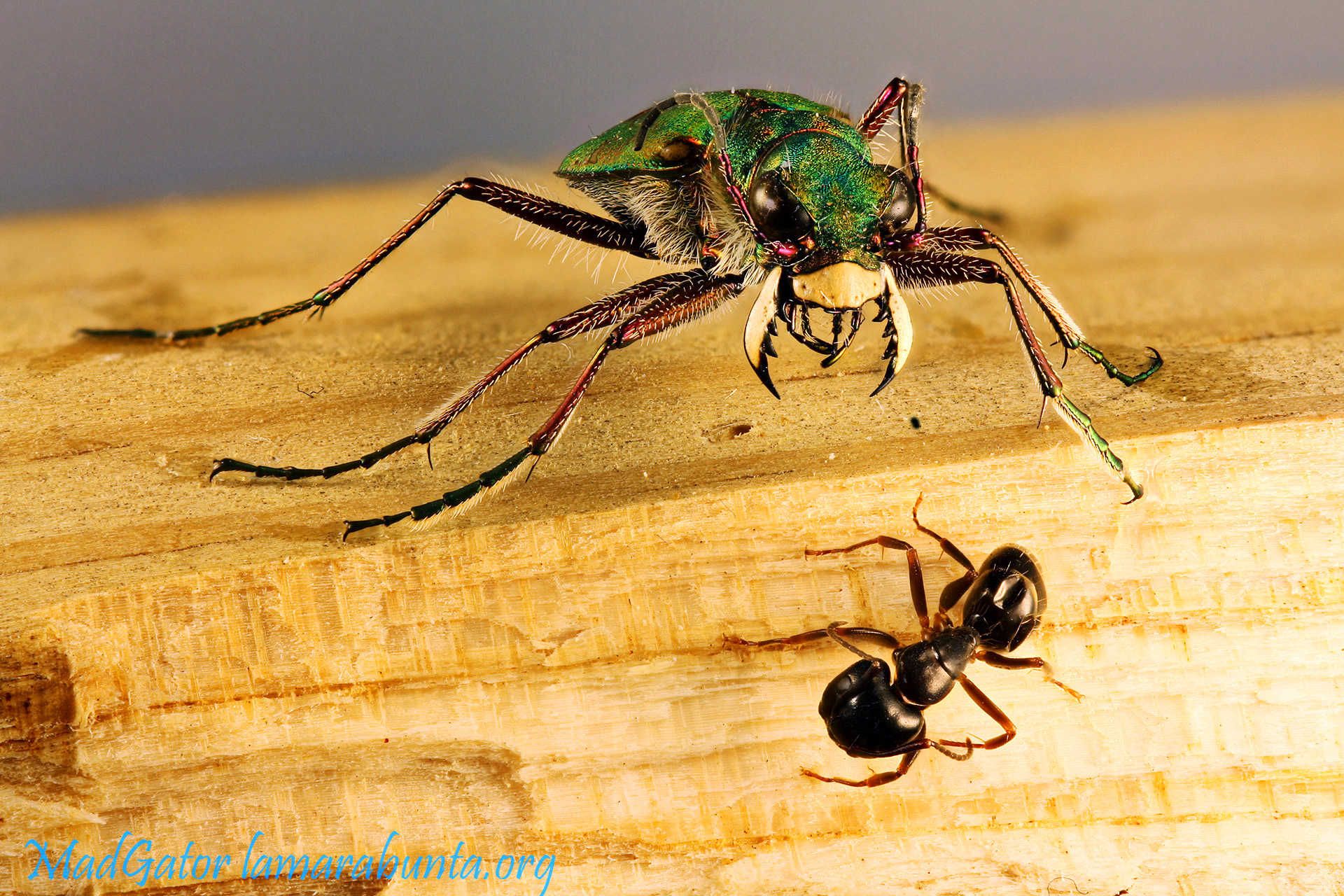 cicindela-gs
