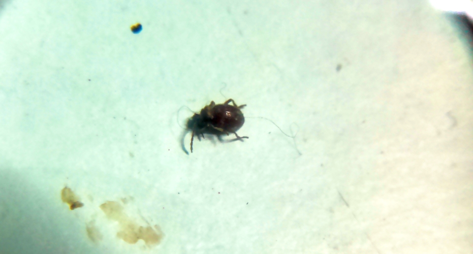 coleoptero
