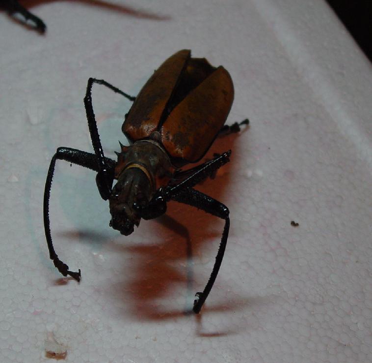ESCARABAJO  MACHO  SP