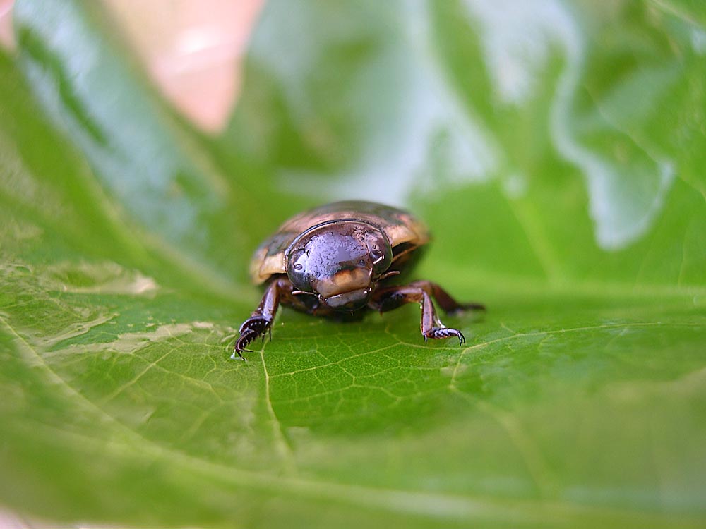 Dytiscus Marginalis