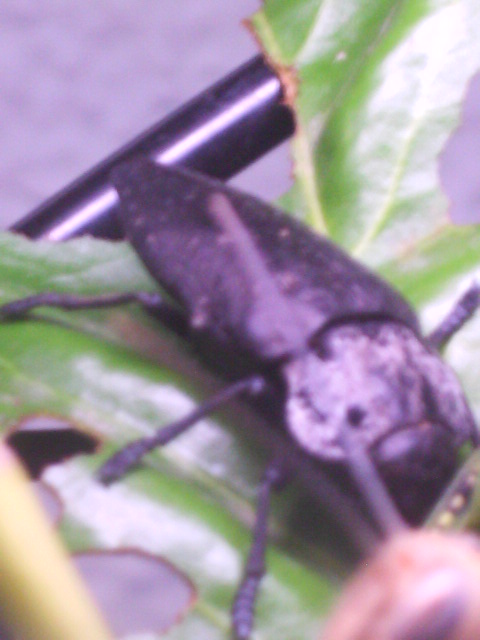 oleoptero a identificar