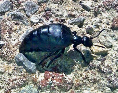 Hormiga "petacona"