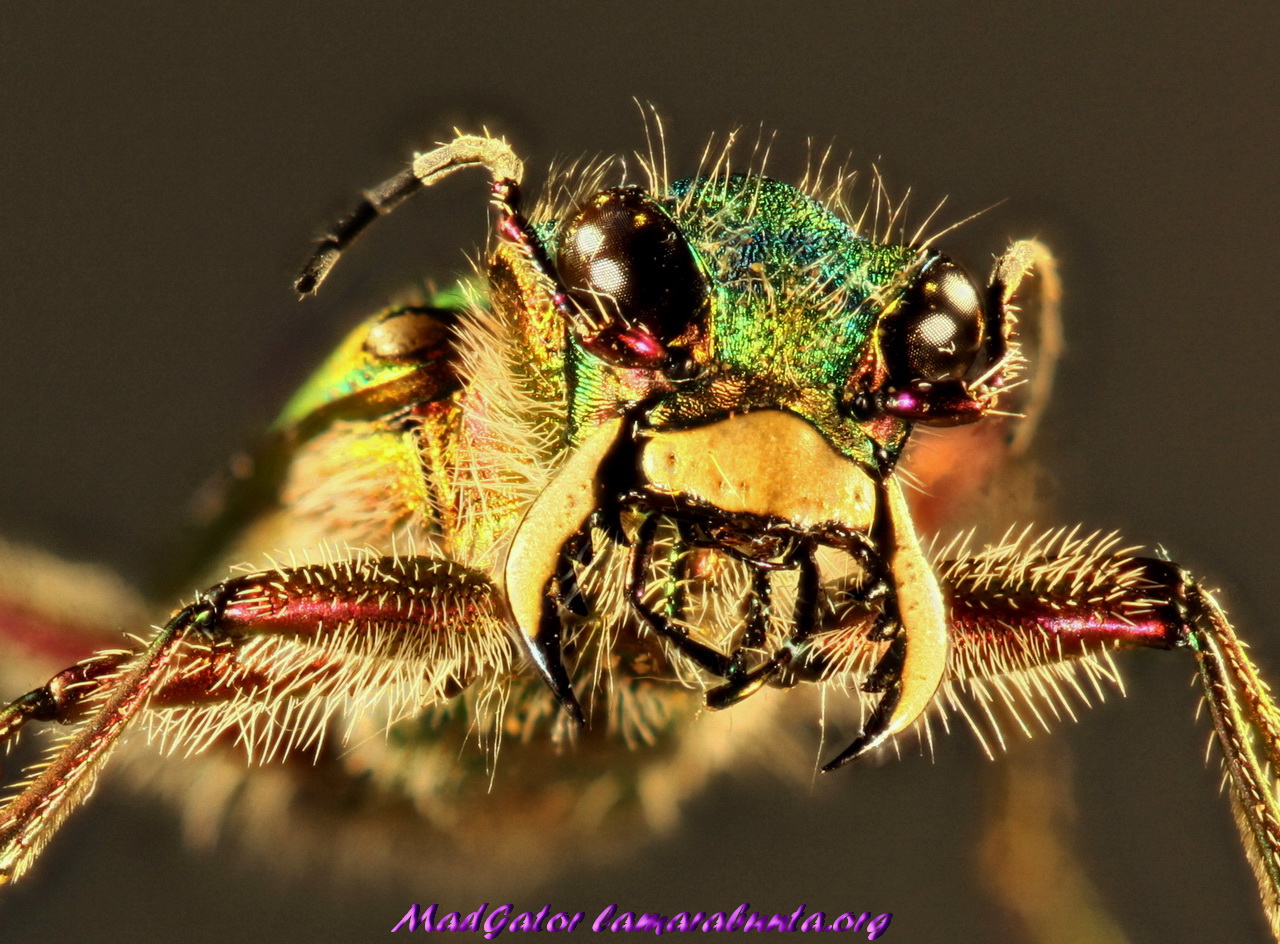 cicindela3