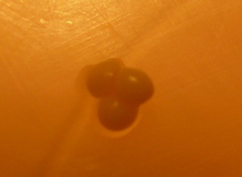 luciernaga huevos