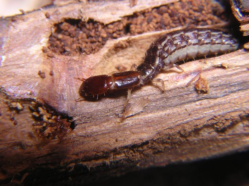 Larva de escarabajo.